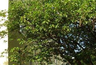 Außenansicht Gebäude mit Fassade und Begrünung