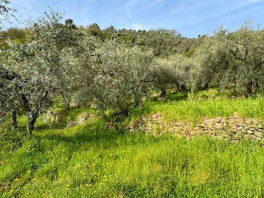 DA964_09 TERRA ITALIA IMMOBILIEN_LIGURIEN_DOLCEACQ