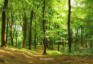 Keine Originalbilder