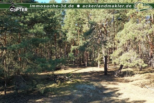 Waldbestand 3