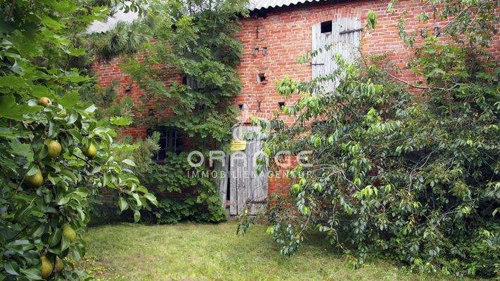 Birnen im Garten am Stall