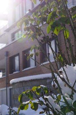 Rosen im Winterschlaf.JPG