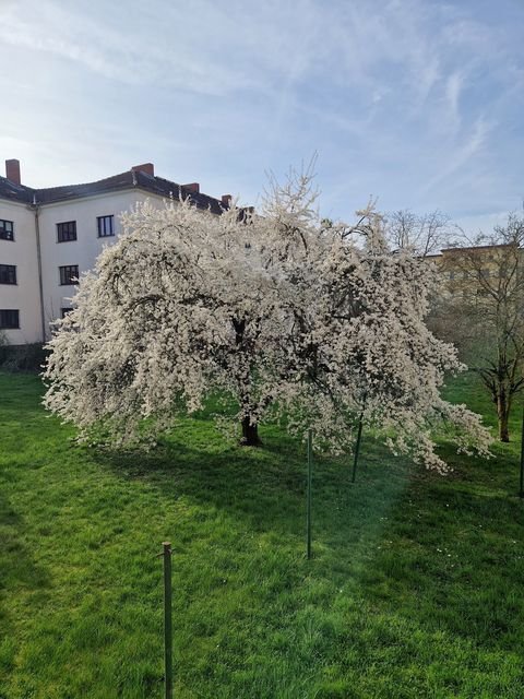 Magdeburg Wohnungen, Magdeburg Wohnung mieten