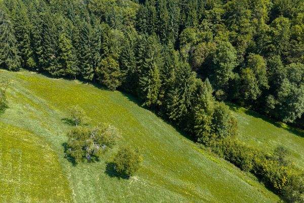 Hangwiese oberhalb des Forsthaus