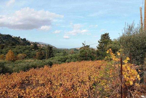 Kreta, Pemonia: Grundstück innerhalb der Siedlung zu verkaufen