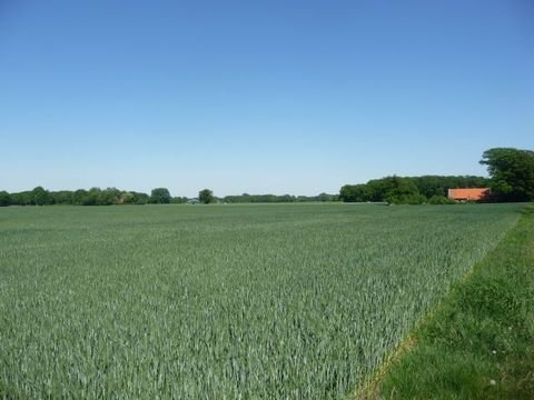 Bersenbrück Bauernhöfe, Landwirtschaft, Bersenbrück Forstwirtschaft