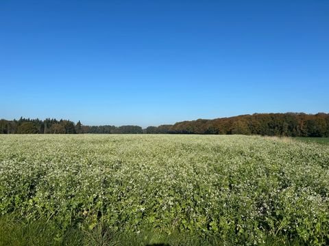 Bassum / Neubruchhausen Bauernhöfe, Landwirtschaft, Bassum / Neubruchhausen Forstwirtschaft