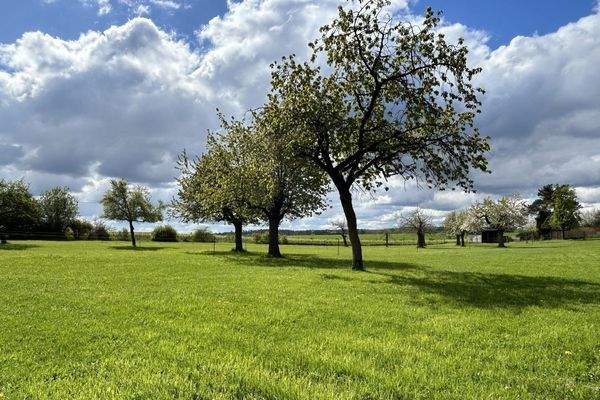 weitläufige Obstwiese
