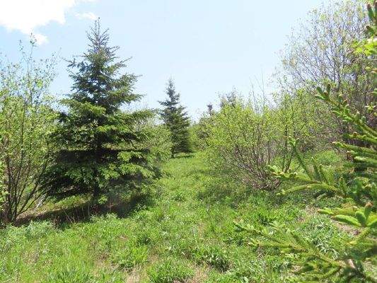 Cape Breton - Wunderschönes 10-Hektar-Areal inmitt