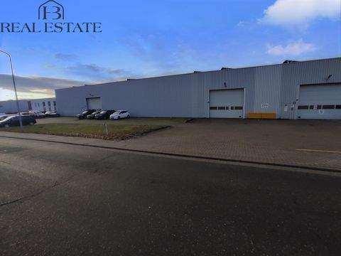 Burg Halle, Burg Hallenfläche