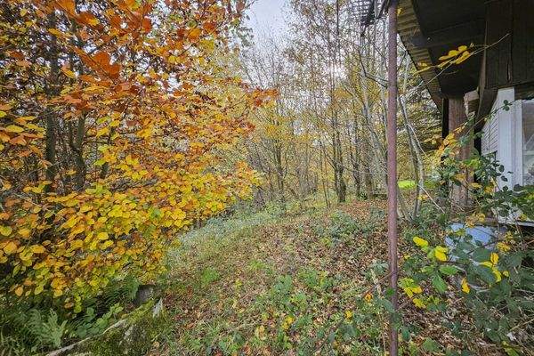 Blick aufs Waldgrundstück