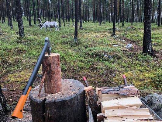 Holz hacken mit Rentier