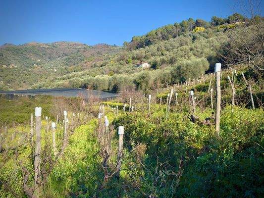 DA997_03_TERRA ITALIA IMMOBILIEN_REAL ESTATE_LAND_