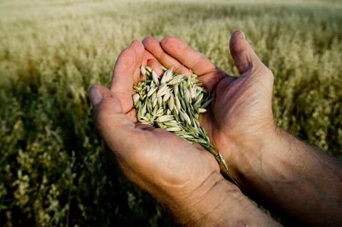 Mooskirchen Bauernhöfe, Landwirtschaft, Mooskirchen Forstwirtschaft