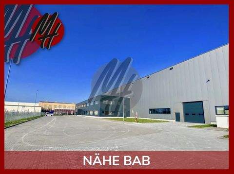 Niedernberg Halle, Niedernberg Hallenfläche