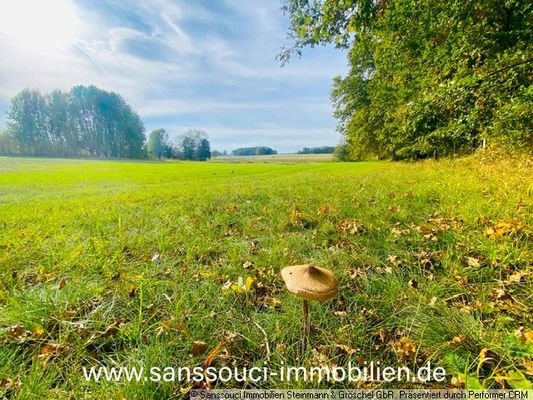 Wald-und Weitblick