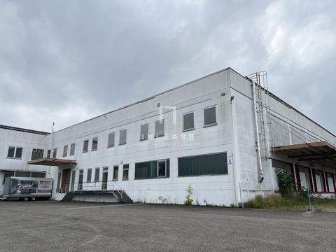 Westerheim Halle, Westerheim Hallenfläche