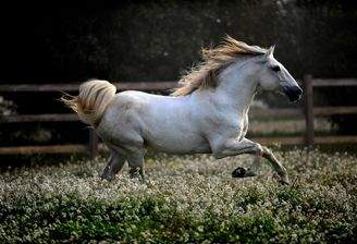 Erstklassige Anlage für Sport und Zucht