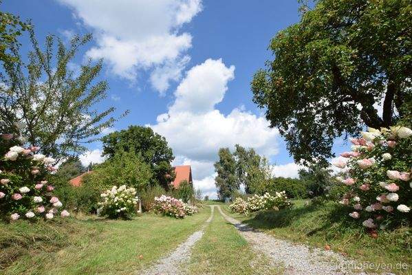 Zufahrt mit Hortensien