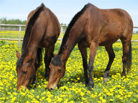 Dallgow-Döberitz Renditeobjekte, Mehrfamilienhäuser, Geschäftshäuser, Kapitalanlage