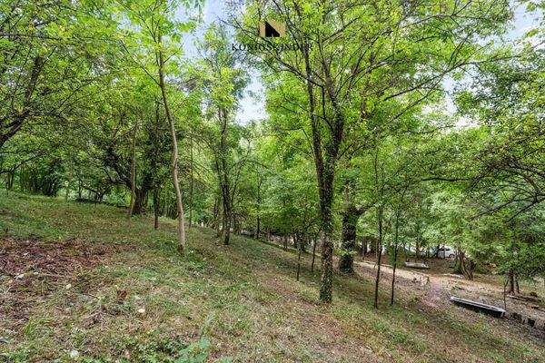 Lockerer Laubmischwald