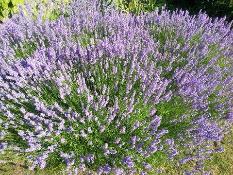 Obergänserndorf Grundstücke, Obergänserndorf Grundstück kaufen