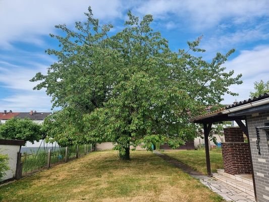 Kirschbaum im Garten