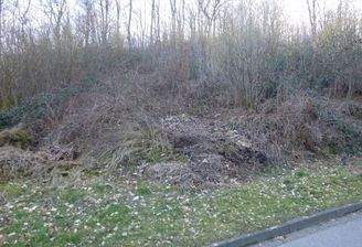 Bäume und Sträucher