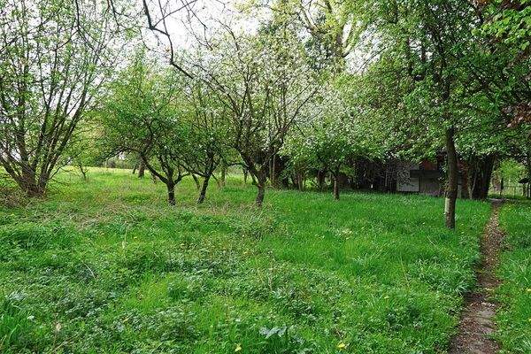 Wiese mit Bienenhaus