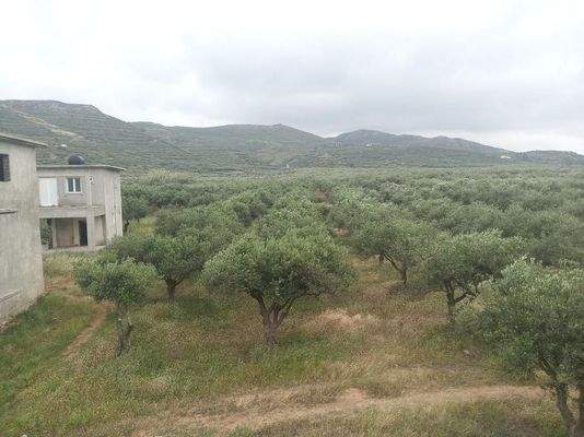 Kreta, Trachilos: Investitionsprojekt - 3 Rohbau-Villen zu verkaufen