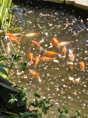 Erste Fischfütterung 2025