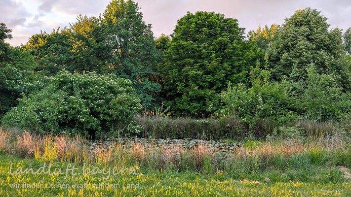 Weiher dahinter der Laubhain.jpg