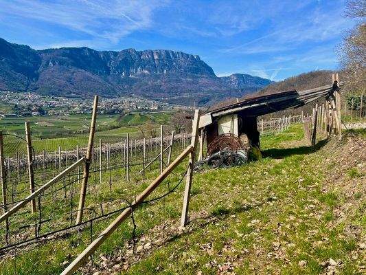 Kaltern-KalternamSee-KalternanderWeinstraße-Caldaro-Caldaroallago-Caldarosullastradadelvino-Weingarten-Weingut-vegneto-vigneti-Ruländer-Sonne-sole-Wein-Vino-Kaufen-acquistare