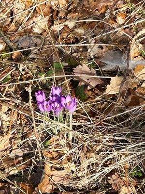 .. in Waldrandlage !