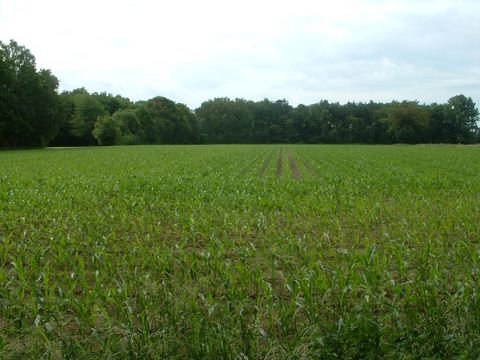 Arnsdorf Bauernhöfe, Landwirtschaft, Arnsdorf Forstwirtschaft