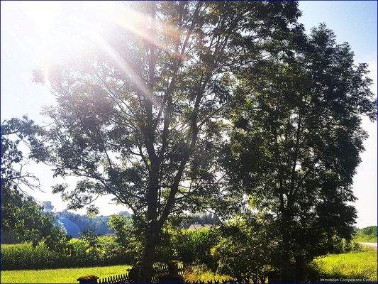 Der magische Baum auf dem großen und sonnigen Grundstück