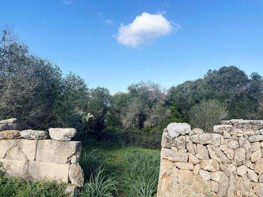 Hinterer Grundstücksteil_Teilansicht