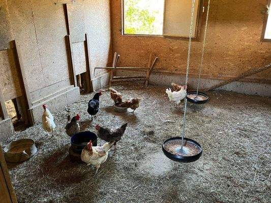 Hühnerstall1.JPG