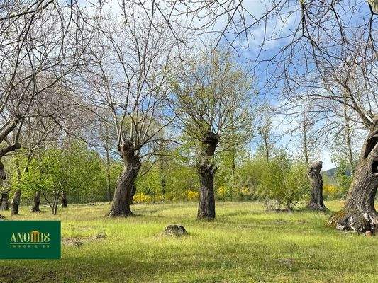 Einfamilienhaus mit 1 Hektar Kastanienwald