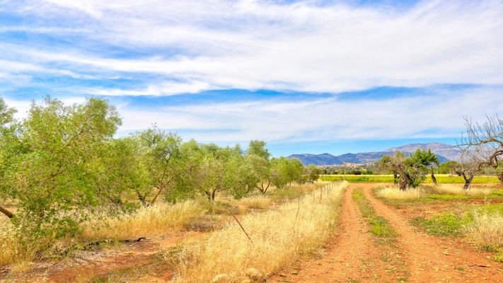 Olive trees and views