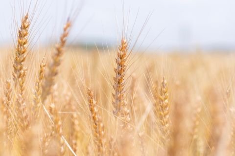 Salzhausen Bauernhöfe, Landwirtschaft, Salzhausen Forstwirtschaft