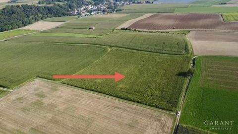 Mamming Bauernhöfe, Landwirtschaft, Mamming Forstwirtschaft