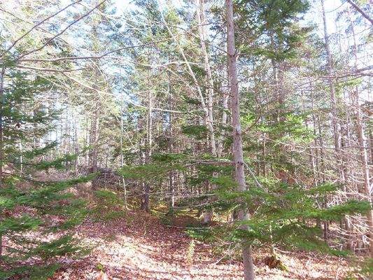 Cape Breton - Bras d`Or Lake - 18-Hektar-Areal in 