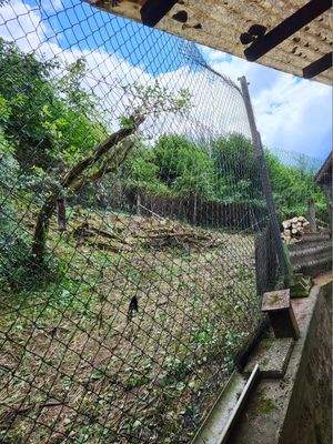 Hühnergehege hinter dem Haus