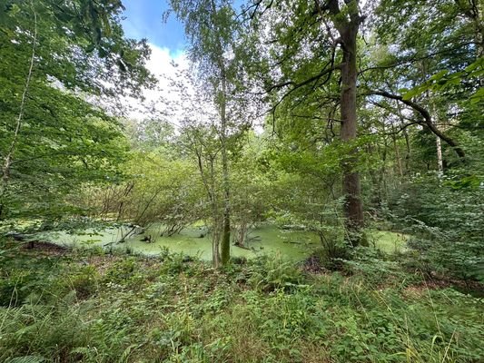 Blick auf den Weiher