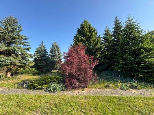 Grundstücksgrenze .jpeg