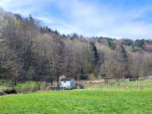 02_Schöner Mischwald