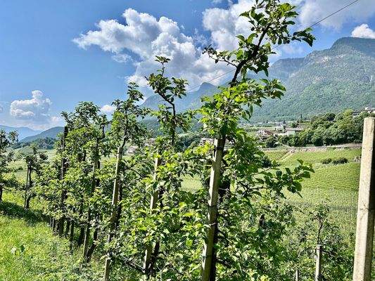 Obstweise-in-Kaltern-zu-verkaufen-meletto-a-Caldaro-in-vendita