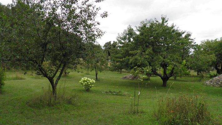 Streuobstwiese auf dem hinteren Grundstücksteil