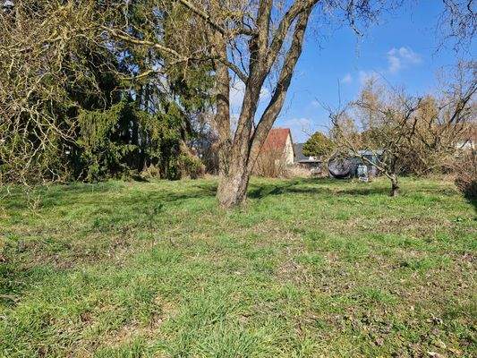 schöner alter Baumbestand